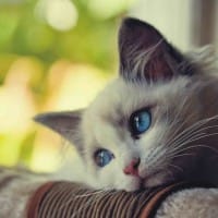 Avatar người dùng Nguyễn Thủy